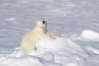 Norway, Svalbard. Polar bear cub jumping across water on pack ice. Art Print